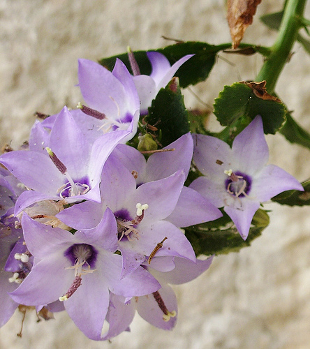 Fiori Murgia