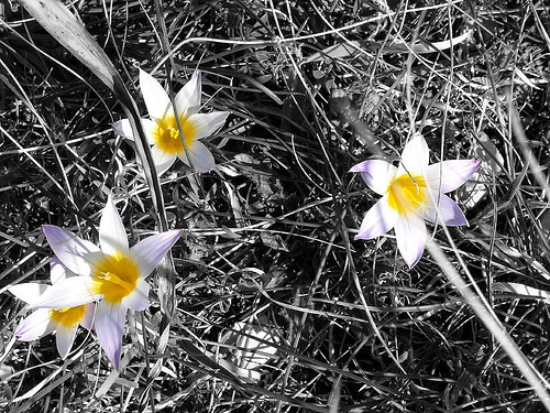 Fiori Murgia