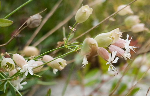 Fiori Murgia